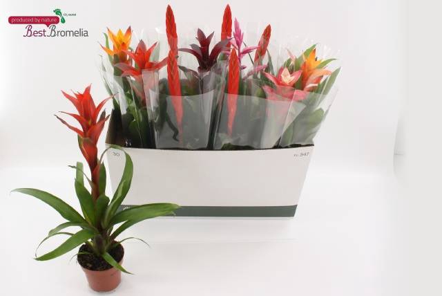 <h4>BROMELIA GEM</h4>