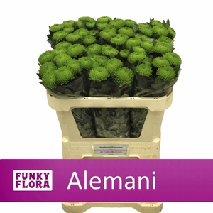 CHR G ALEMANI