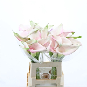 Calla Sweet Art | Dubbelbloemig