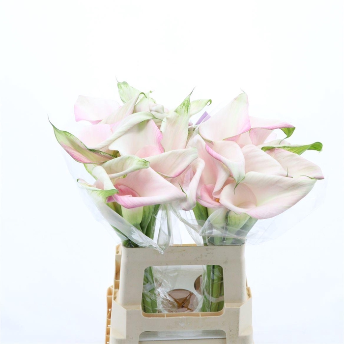 <h4>Calla Sweet Art | Dubbelbloemig</h4>