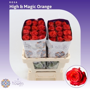 Rosa gr High & Magic Orange