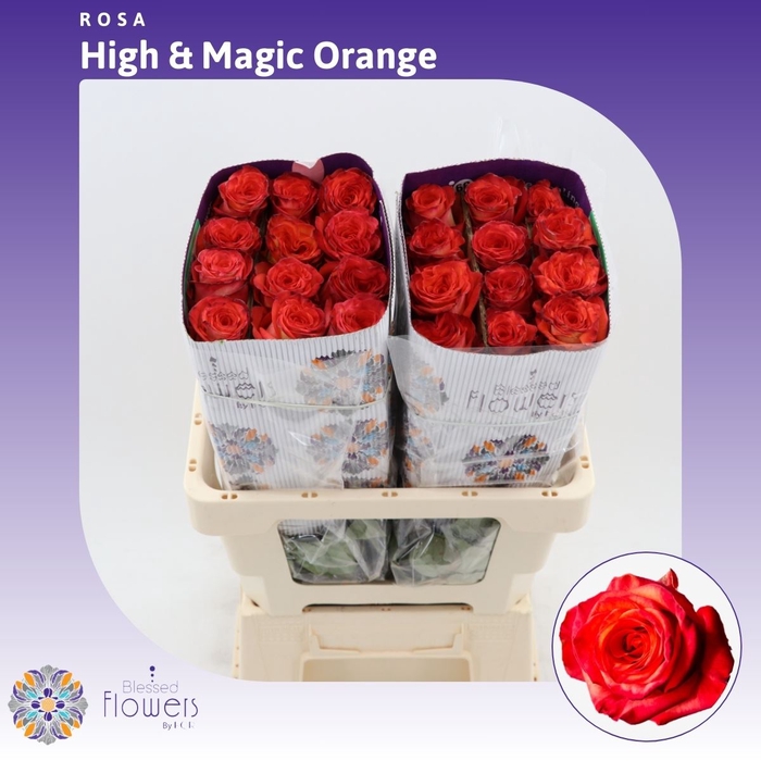 <h4>Rosa gr High & Magic Orange</h4>