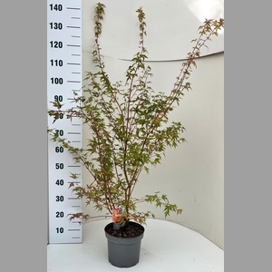 ACER PA SANGOKAKU