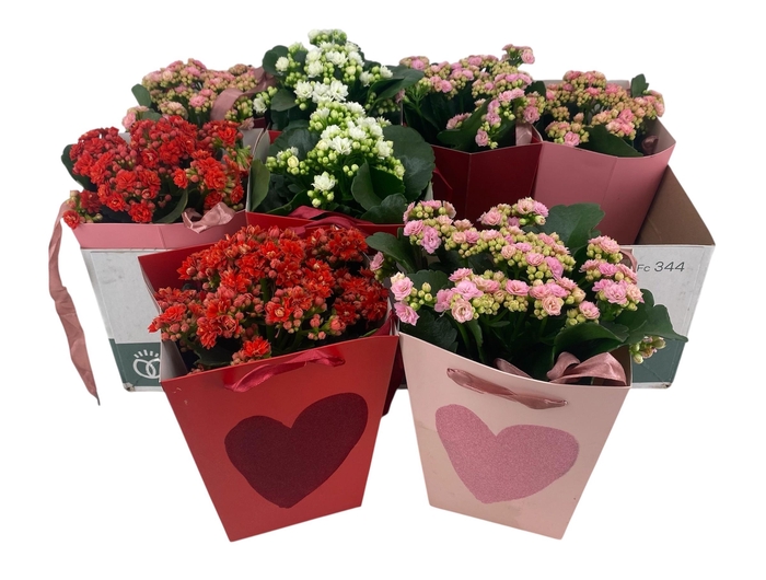 <h4>KAL GE GEM 2 KL</h4>