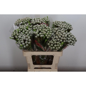 Brun Ayoba Silv Moon