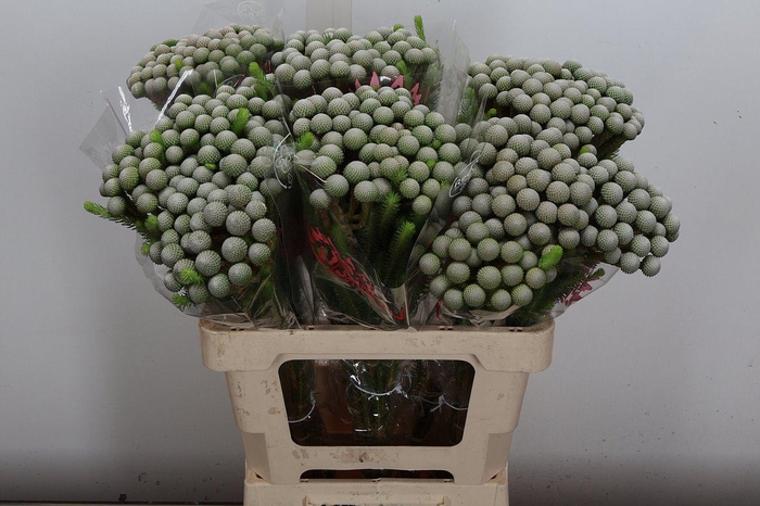 <h4>Brun Ayoba Silv Moon</h4>