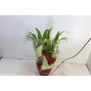 ASPLENIUM OSAKA LISO P19