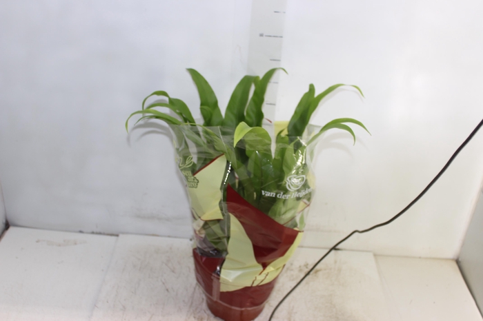 <h4>ASPLENIUM OSAKA LISO P19</h4>