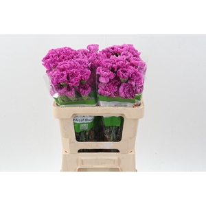 Di St Farida 50cm