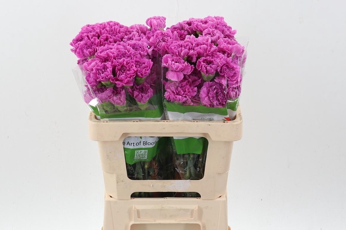 <h4>Di St Farida 50cm</h4>