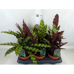 Calathea lancifolia