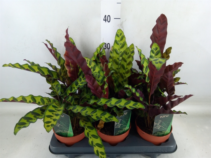 <h4>Calathea lancifolia</h4>