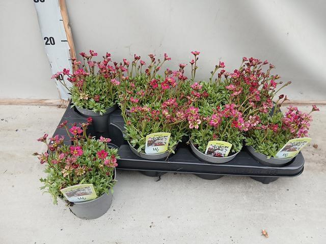 <h4>SAXIF AR TOUR DP RED</h4>