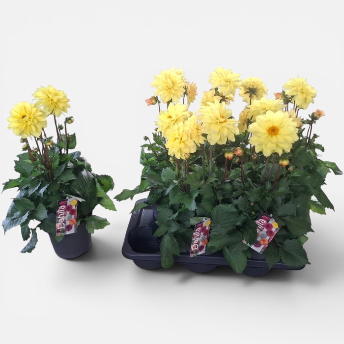 <h4>DAHL D LAB GR YELLOW</h4>