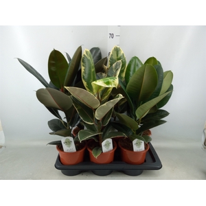 Ficus elastica   ...mix 3