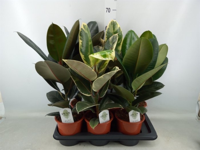 <h4>Ficus elastica   ...mix 3</h4>