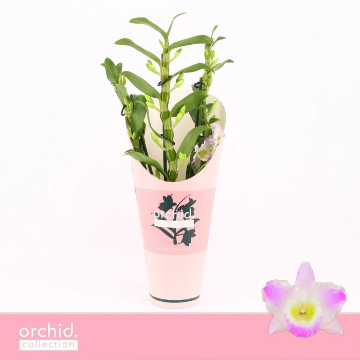 <h4>Dendrobium Nobilé, Pandora 3-spike Compact 'Orchid Collection' Potcover</h4>