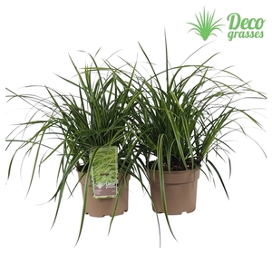 Carex morrowii 'Ice Dance'