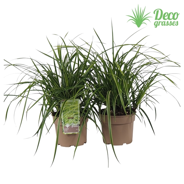 <h4>Carex morrowii 'Ice Dance'</h4>