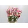 Nerine Mix