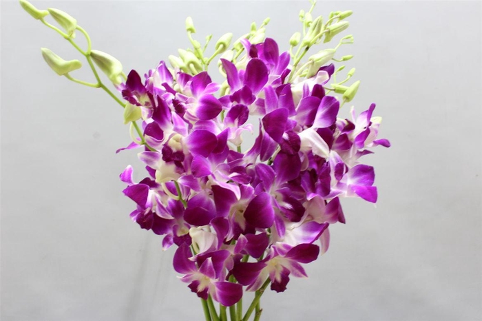 <h4>Dendro Sonia</h4>