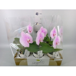 Phalaenopsis   ...rose