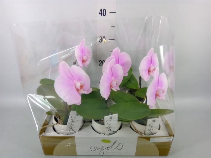<h4>Phalaenopsis   ...rose</h4>