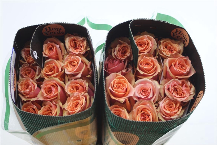 <h4>R Gr Eq Lolita</h4>