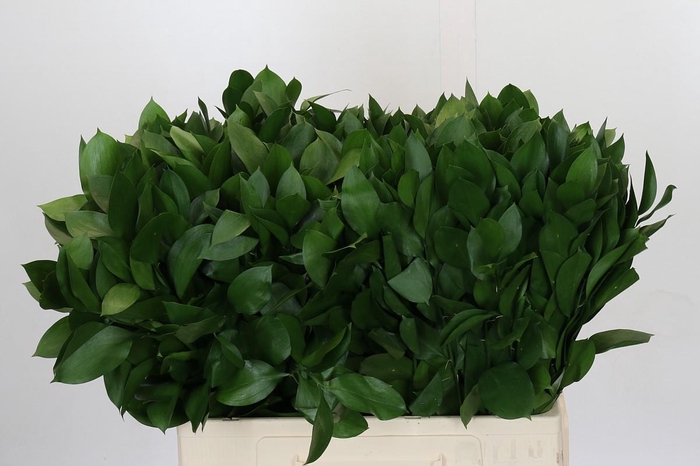 <h4>Ruscus Hypophyllum</h4>