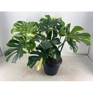 MONSTERA THAI CONSTELLATION