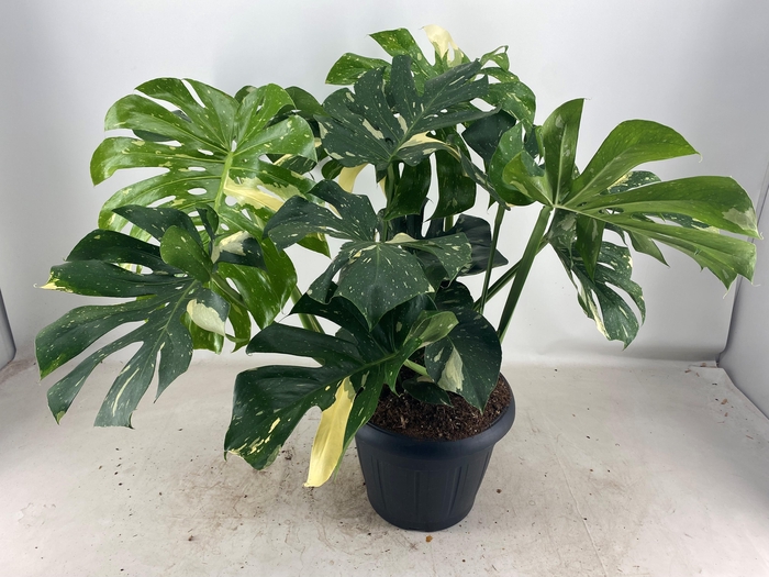 <h4>MONSTERA THAI CONSTELLATION</h4>