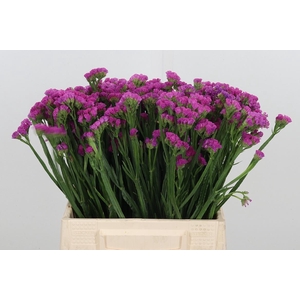 Limonium Sinuatum Heart Wings