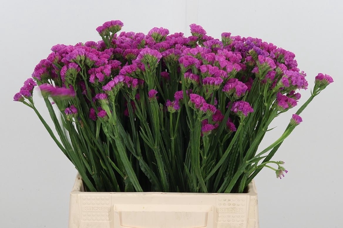 <h4>Limonium Sinuatum Heart Wings</h4>