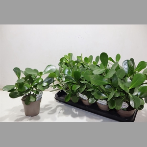 Clusia Rosea