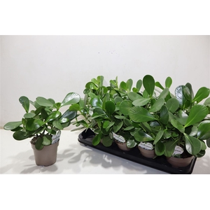 Clusia Rosea