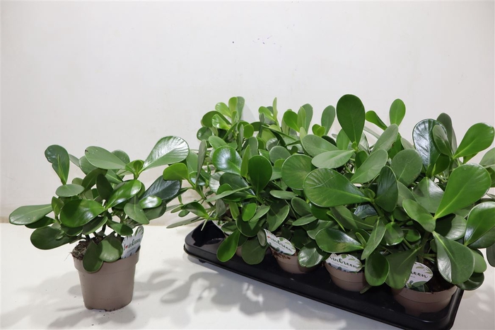 <h4>Clusia Rosea</h4>