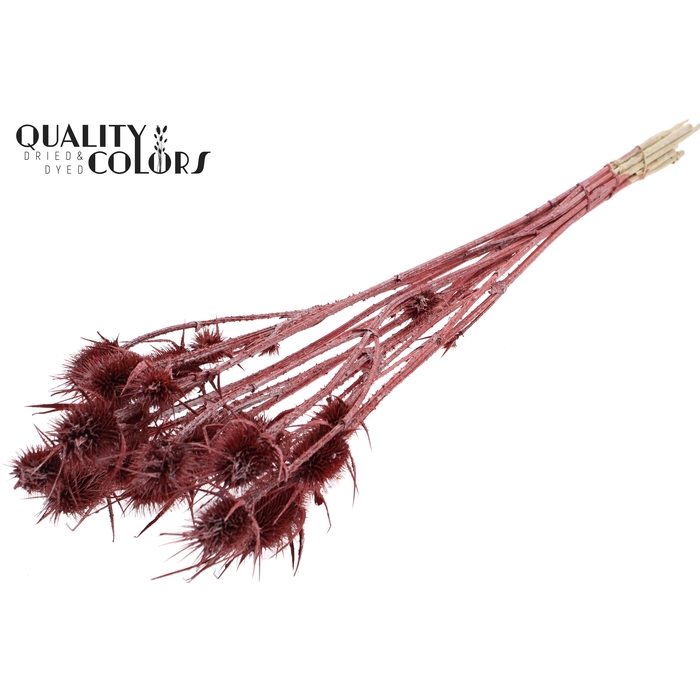 <h4>Cardi Distel 10pc/bunch 55cm Metallic Red</h4>