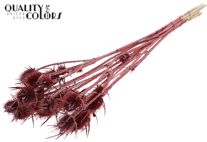 <h4>Cardi Distel 10pc/bunch 55cm Metallic Red</h4>