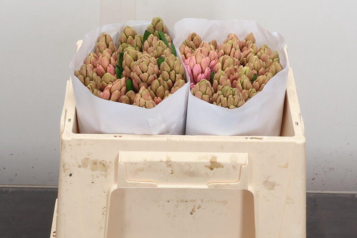 <h4>Hyac Anna Marie</h4>