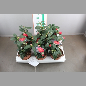 CAME JAPONICA