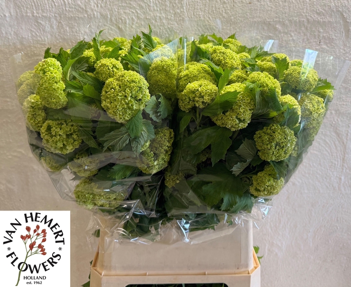 <h4>VIBURNUM ROSEUM ST</h4>