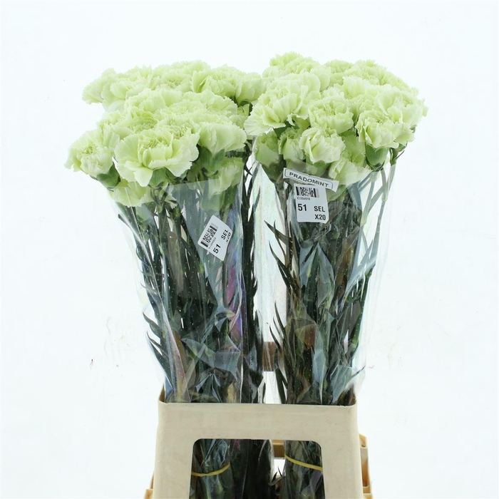 <h4>Di St Col Prado Mint</h4>