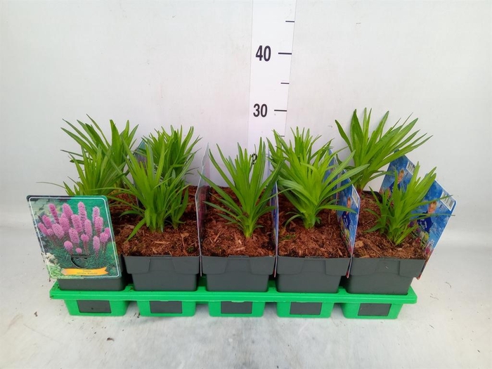 <h4>Liatris spicata</h4>