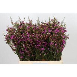 Chamelaucium Rotem