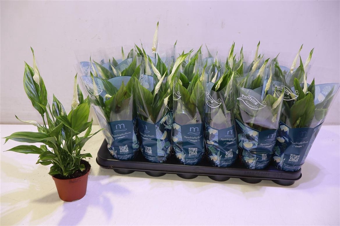 <h4>Spath Chopin</h4>