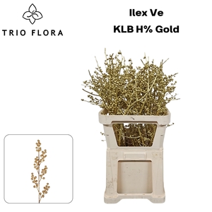 ILEX VE KLB H% GOLD 997 L70