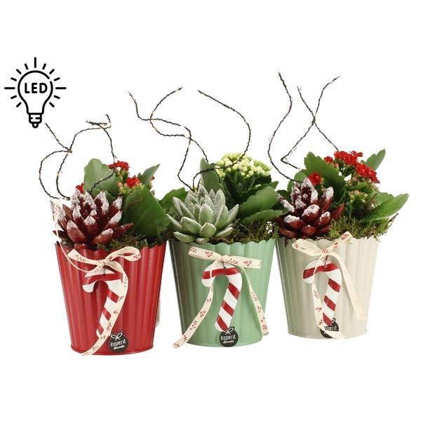 <h4>61819: X-mas arrangement</h4>