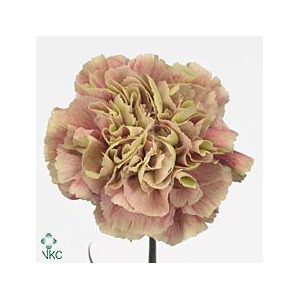 Dianthus st antigua