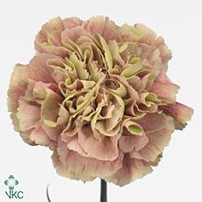 <h4>Dianthus st antigua</h4>