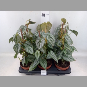 Philodendron brandtianum